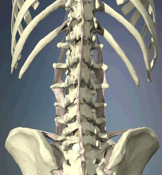 腰椎逐层解剖(3d画面,太好了,医生的好帮手)