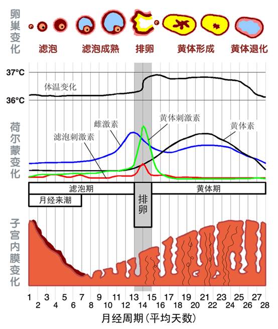 卵巢周期导致女性体内激素变化,产生的影响反应到脸上,就是很多人在大