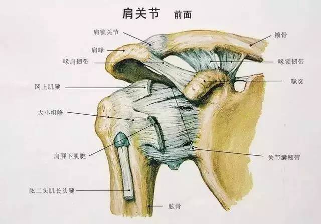 内衣勒的肋骨疼_肋骨外翻图片(3)