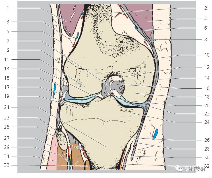 解剖膝关节mri冠矢状双语