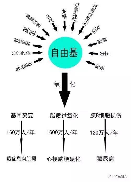 1.自由基