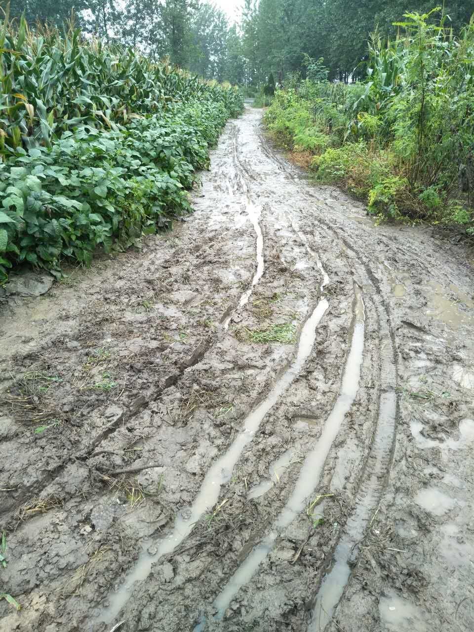 涟水的烂泥路,真为通过的孩子捏把汗!