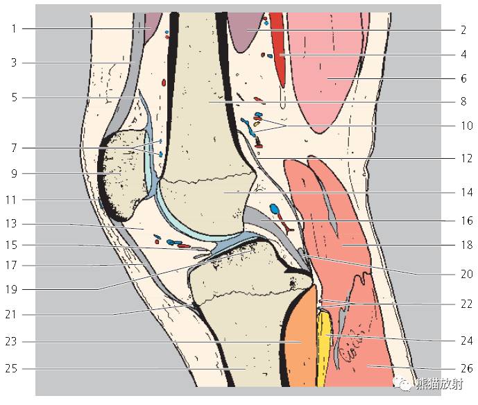 解剖膝关节mri冠矢状双语