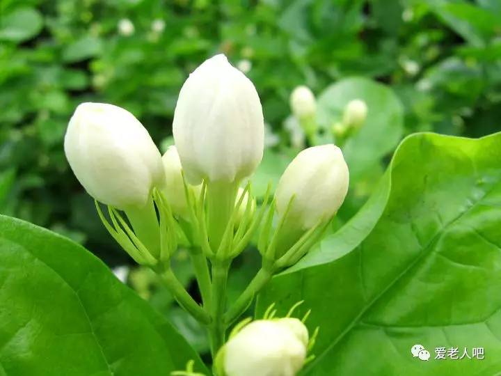 早上好,一曲《茉莉花》送给你,美醉了!