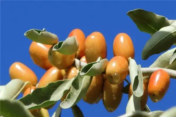 特产丨沙枣,飘香沙漠的桂花