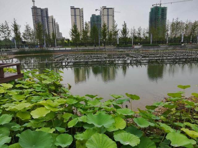 大美高邑:高邑市民广场-雨后中兴公园分外妖娆