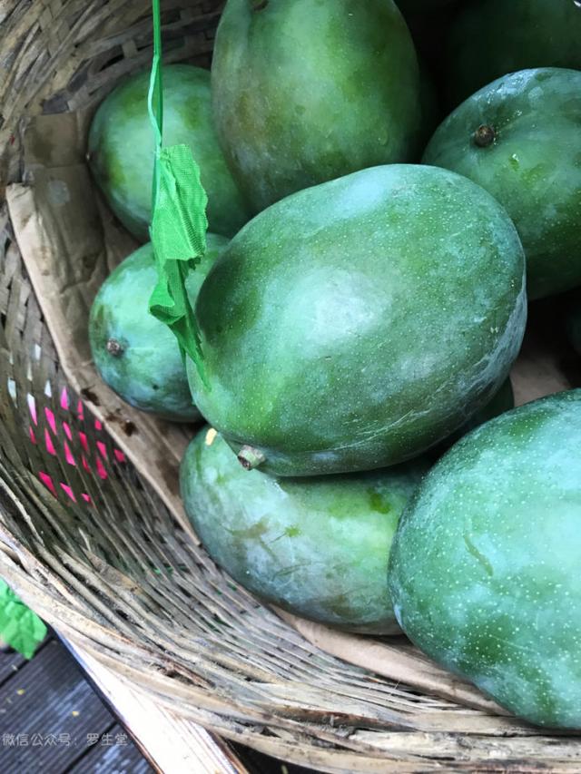 请点击此处输入图片描述 青木瓜,这个可以用来做泰国菜里的青木瓜沙拉