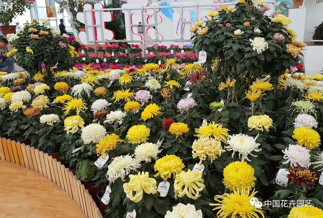 河北——独本菊品种丰富,花色花型多样