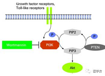 解读pi3kaktmtor信号通路的研究套路文献精读
