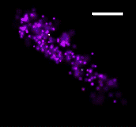 显微镜结合染色体构象捕获分析法(chromosome-conformation capture