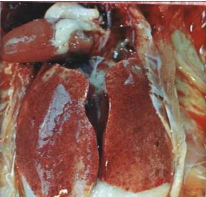 包涵体肝炎:肝肿大,有许多大小不等的出血斑点包涵体肝炎:病鸡皮下及