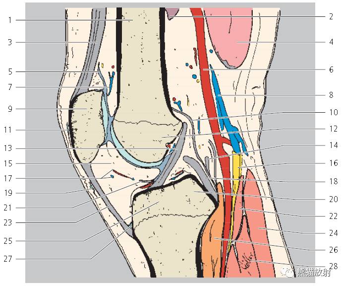解剖膝关节mri冠矢状双语