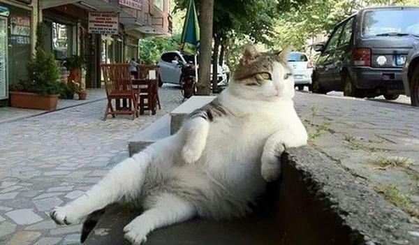《伊斯坦布尔的猫》完整版百度网盘资源:悠闲的猫星人