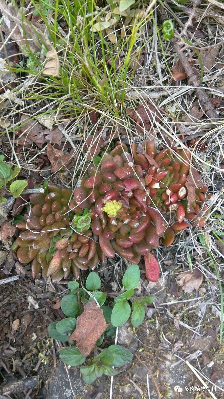 这是去爬山发现的野生多肉,瓦松君.