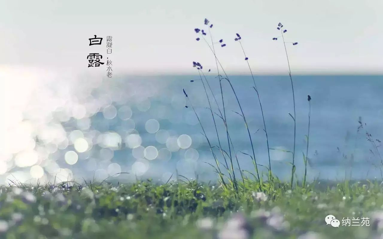 白露| 蒹葭苍苍 白露为霜