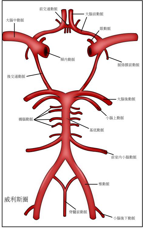 健康 正文 willis 环由下列动脉组成: 大脑前动脉(左,右) 前交通动脉