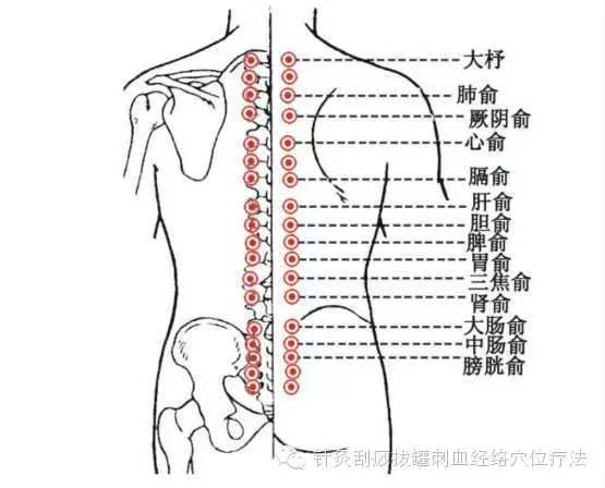 人体背部穴位图脊椎如刮完后,可立即看出是否脊椎变形.