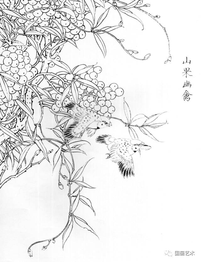 花卉禽鸟白描画稿选页欣赏