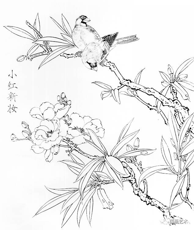 花卉禽鸟白描画稿选页欣赏