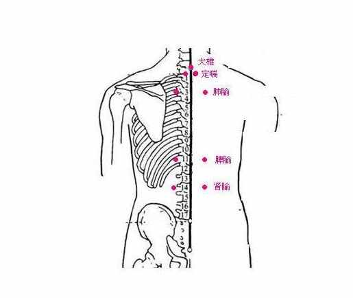 俞,脾俞 鼻咽喉肺呼吸方面:风门,足三里,肺俞,身柱 腰背不舒服方面:肾