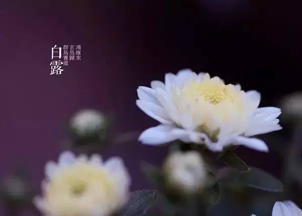 【今日白露】蒹葭苍苍,白露为霜