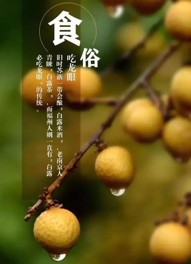 蒹葭苍苍,白露茫茫;闽侯伊人,在食龙眼