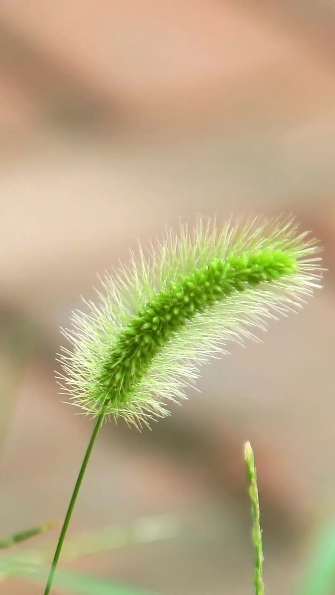 秋色从草尖上走来