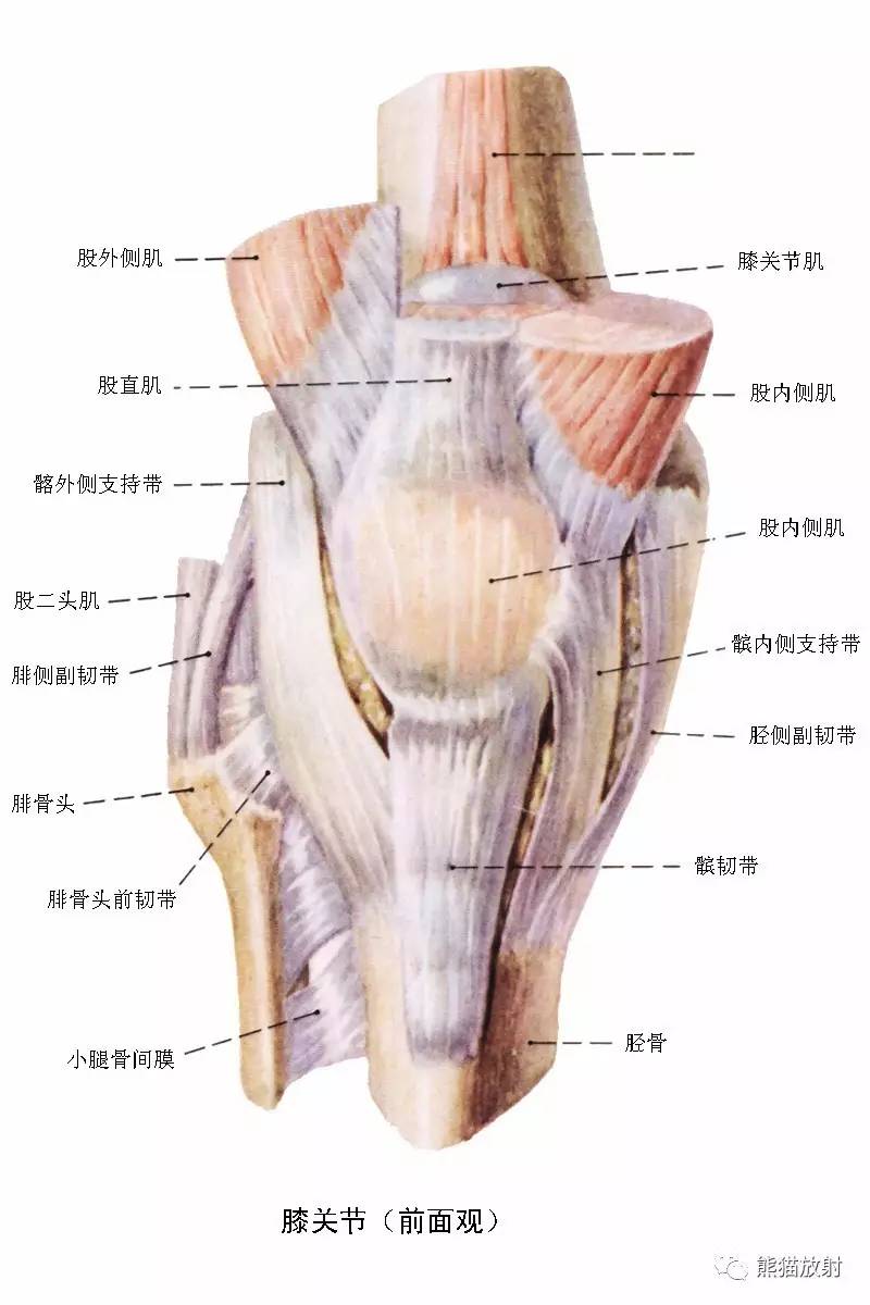【解剖】膝关节系统解剖图 矢状mri 示意图