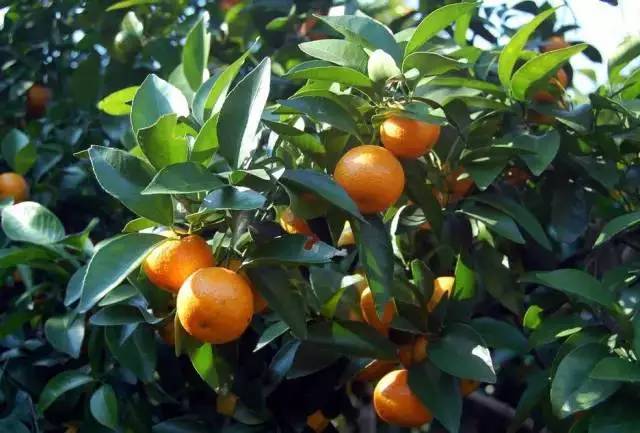 品种,苗木,肥水,模式 柑橘种植所面临的六大选择