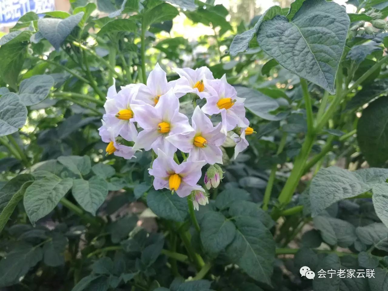 会宁老家的洋芋花就是好看