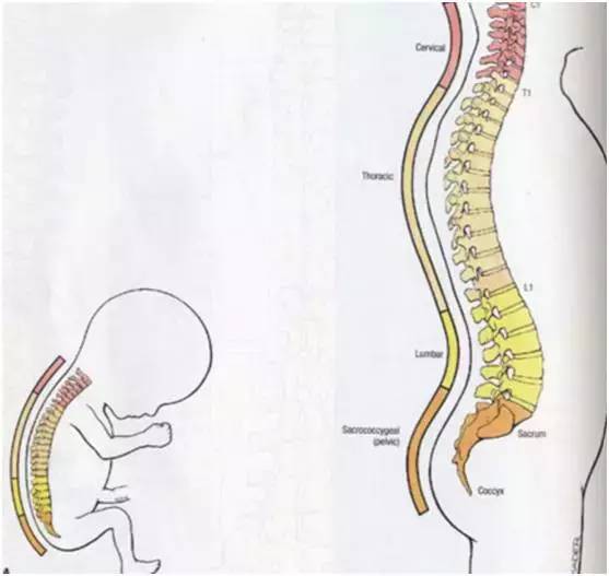 (婴儿和成人脊椎对比) 反观宝宝的脊椎形状,就是一条很自然的c字型,而