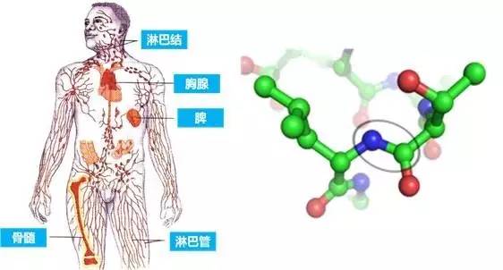 如果缺乏蛋白质,人体会怎样呢?