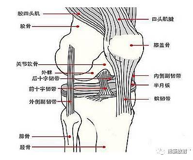 【解剖】膝关节系统解剖图 矢状mri 示意图