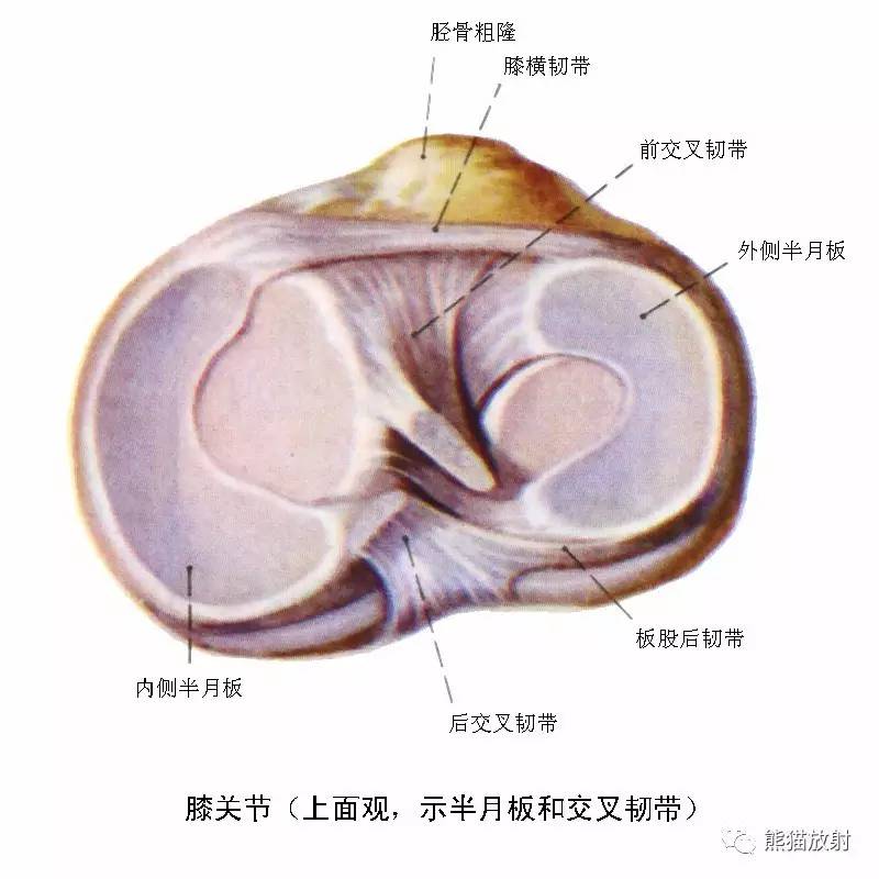 解剖膝关节系统解剖图矢状mri示意图