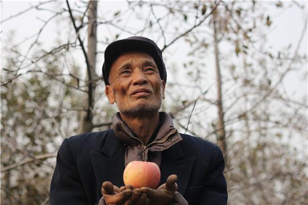 富平苹果滞销果农无奈 待售苹果急坏种植户