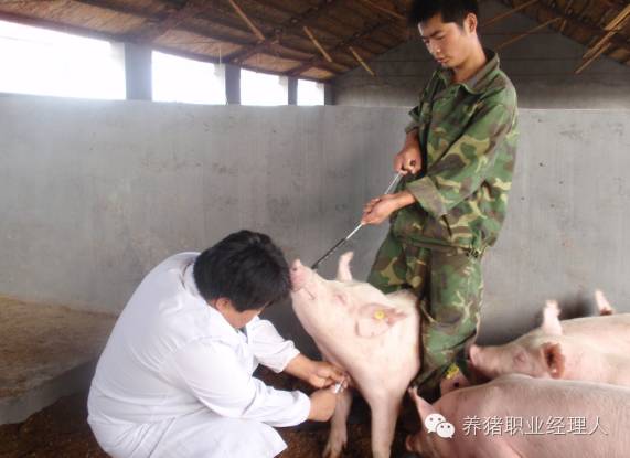 猪抗体检测报告怎么看