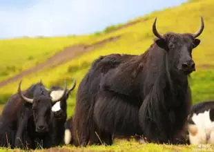 帕里牦牛是西藏日喀则亚东县的特产. 四味生肉酱