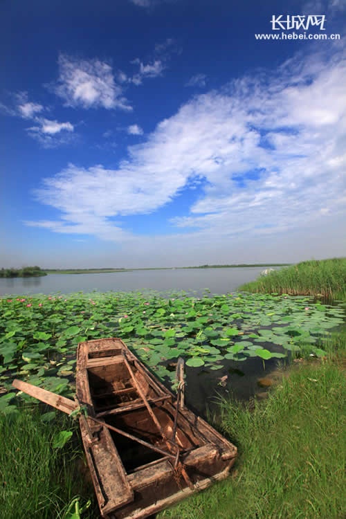 衡水湖美景.陈康 摄