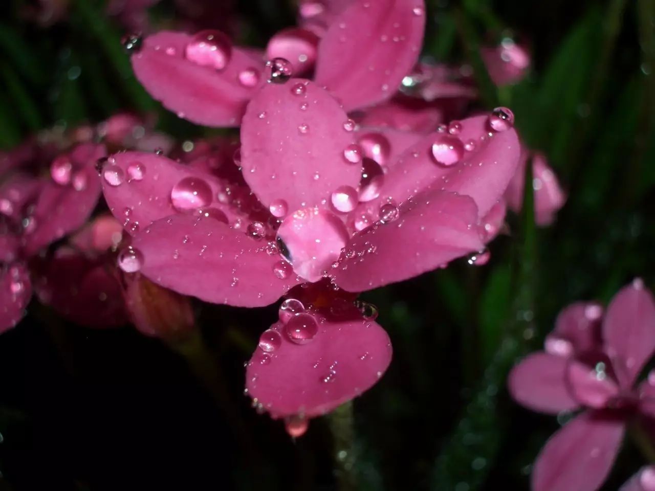 禅絮花雨夜