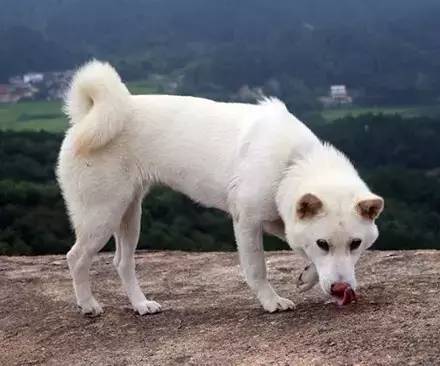 中国名犬大盘点!呼声最高的中华田园犬,竟然不是一个品种?