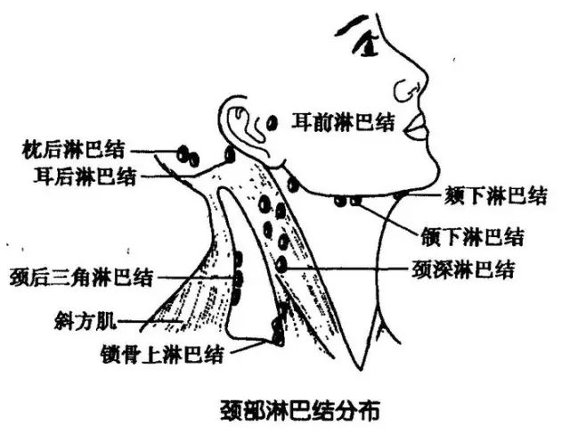 颈部淋巴 与动脉,颈椎,肩颈,锁骨与腋下淋巴,头部相连,足以见得它的