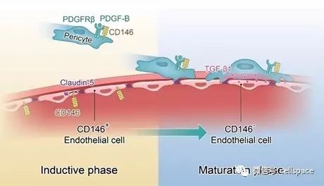 pnas:中科院生物物理所阎锡蕴研究组等揭示血脑屏障发育的分子调控