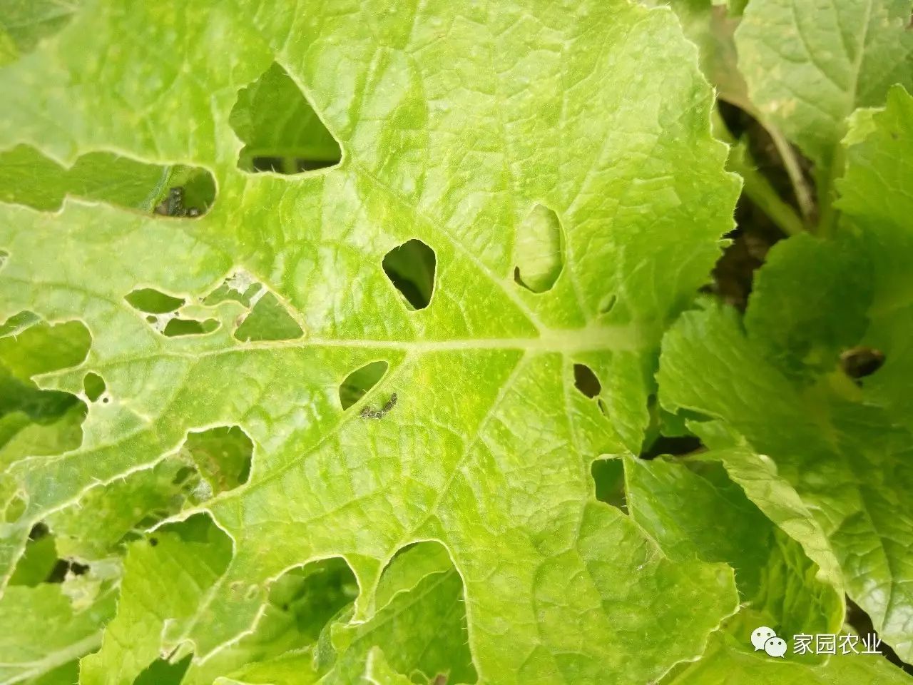 紧急通知一大波菜青虫正在啃食你的白菜