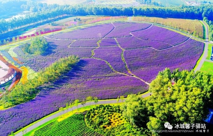 鸟瞰哈尔滨郊外的漂亮地毯:普鲁旺斯薰衣草庄园