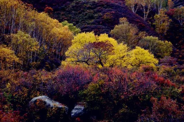 没有冬天的严寒深沉,秋天就是秋天,多彩的苏木山,给人带来了一种特别