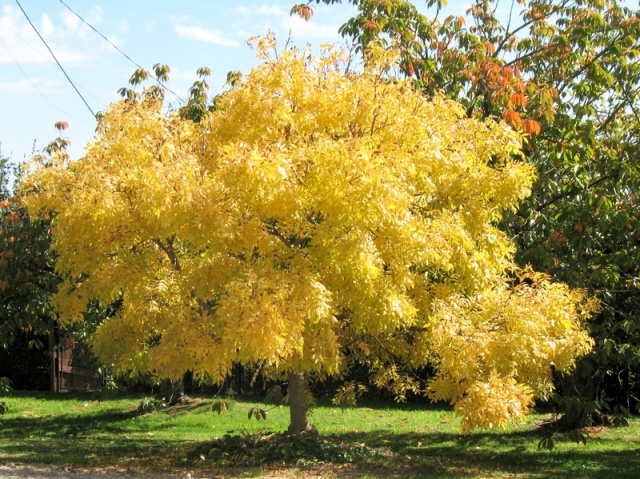 ulmus是一棵树,一棵"美丽的" 金叶榆.