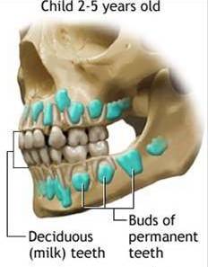 牙齿就已经开始发育,生长和钙化,这是一个不被察觉的过程