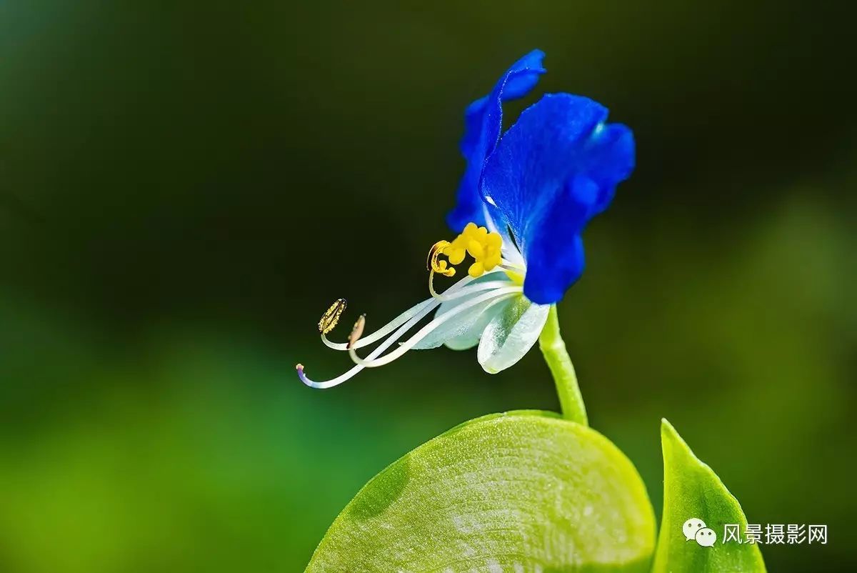 鸭跖草