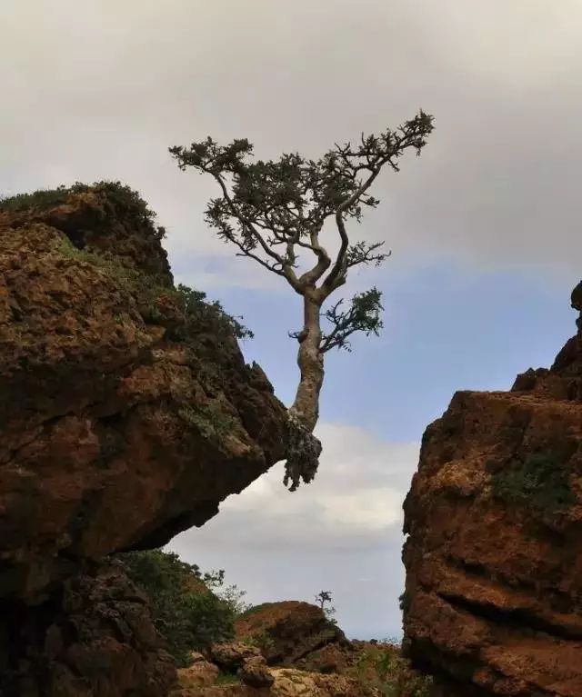绝处逢生的树,生命真的是强大啊!