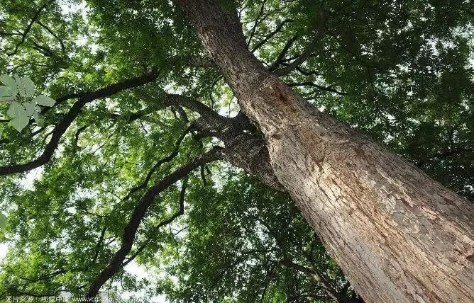 带你认识北美的十大硬木